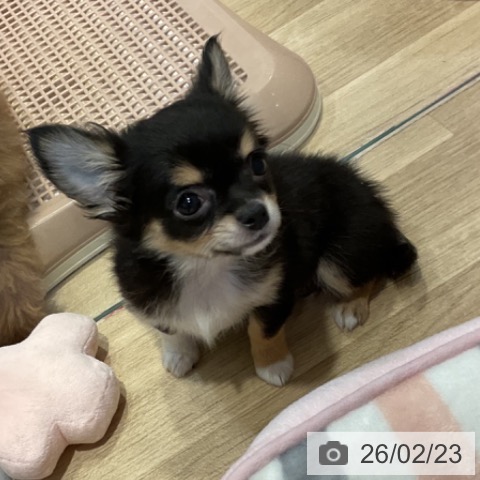 福岡県のチワワ(ロング) (ペットプラス 小倉南店/2025年12月11日生まれ/女の子/ブラックタン)の子犬の3枚目の画像