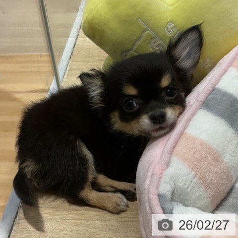 福岡県のチワワ(ロング) (ペットプラス 小倉南店/2025年12月11日生まれ/女の子/ブラックタン)の子犬の4枚目の画像