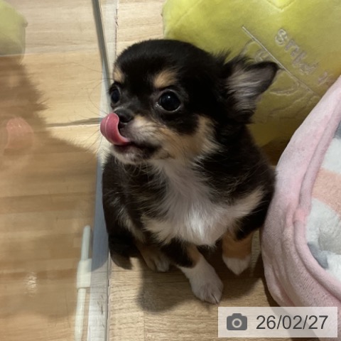 福岡県のチワワ(ロング) (ペットプラス 小倉南店/2025年12月11日生まれ/女の子/ブラックタン)の子犬の3枚目の画像
