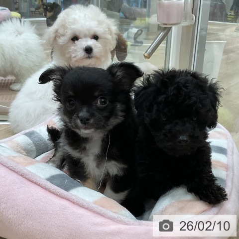 福岡県のチワワ(ロング) (ペットプラス 香椎浜店/2025年12月6日生まれ/男の子/ブラックタンホワイト)の子犬の4枚目の画像