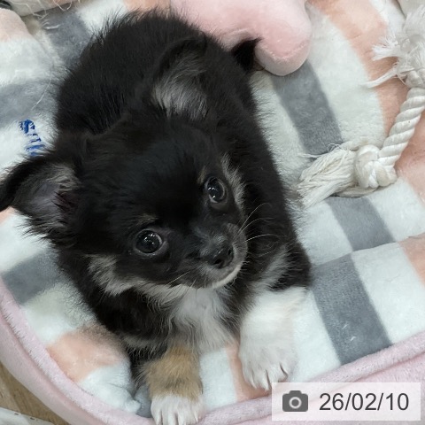 福岡県のチワワ(ロング) (ペットプラス 香椎浜店/2025年12月6日生まれ/男の子/ブラックタンホワイト)の子犬の3枚目の画像