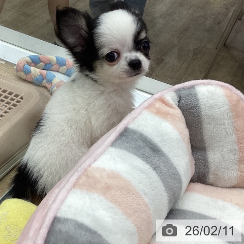 福岡県のチワワ(ロング) (ペットプラス 春日店/2025年12月8日生まれ/男の子/ホワイトブラックタン)の子犬の4枚目の画像