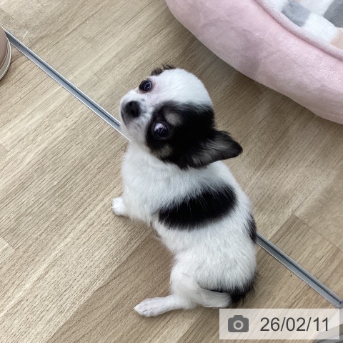 福岡県のチワワ(ロング) (ペットプラス 春日店/2025年12月8日生まれ/男の子/ホワイトブラックタン)の子犬の3枚目の画像