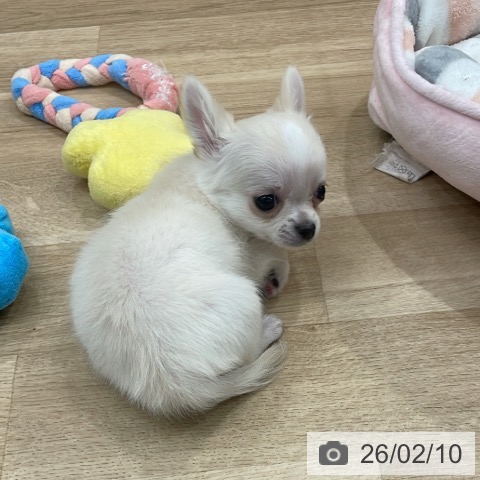 福岡県のチワワ(ロング) (ペットプラス 八幡東店/2025年12月8日生まれ/女の子/クリームホワイト)の子犬の3枚目の画像