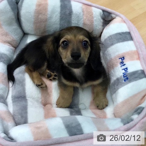 熊本県のミニチュアダックスフンド(ロング) (ペットプラス 熊本店/2025年12月7日生まれ/男の子/シェーデットレッド)の子犬の4枚目の画像