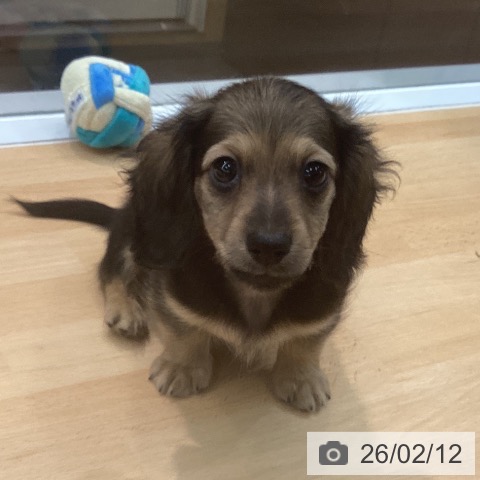 熊本県のミニチュアダックスフンド(ロング) (ペットプラス 熊本店/2025年12月7日生まれ/男の子/シェーデットレッド)の子犬の3枚目の画像