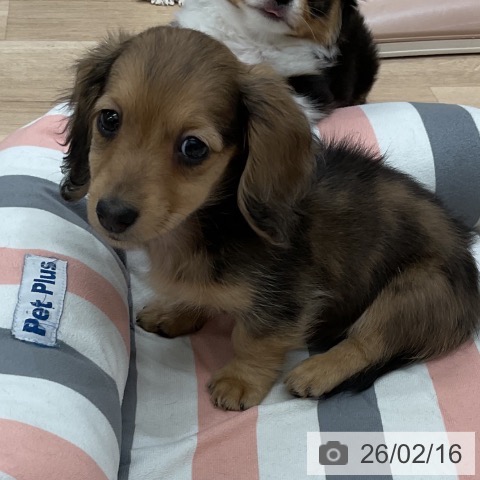 ミニチュア・ダックスフンドの写真