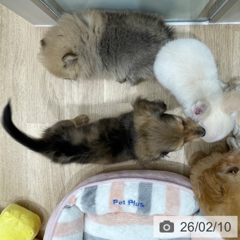 福岡県のミニチュアダックスフンド(ロング) (ペットプラス 八幡東店/2025年12月7日生まれ/女の子/イエローダップル)の子犬の4枚目の画像