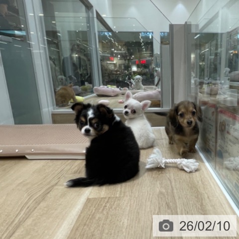 福岡県のミニチュアダックスフンド(ロング) (ペットプラス 八幡東店/2025年12月7日生まれ/女の子/イエローダップル)の子犬の3枚目の画像