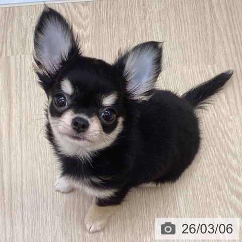 沖縄県のチワワ(ロング) (ペットプラス 沖縄ライカム店/2025年12月11日生まれ/女の子/ブラックタンホワイト)の子犬の3枚目の画像