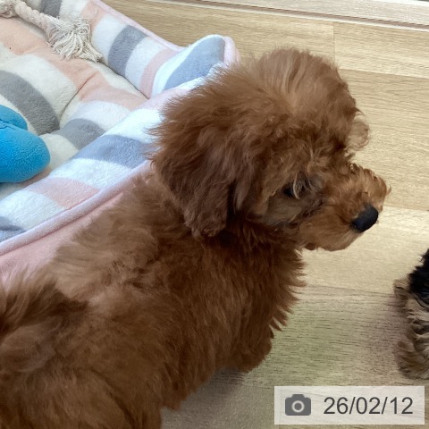 福岡県のトイプードル(トイ) (ペットプラス ららぽーと福岡店/2025年12月5日生まれ/男の子/レッド)の子犬の4枚目の画像