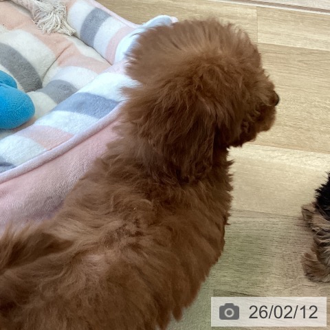 福岡県のトイプードル(トイ) (ペットプラス ららぽーと福岡店/2025年12月5日生まれ/男の子/レッド)の子犬の3枚目の画像