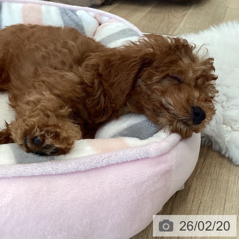 福岡県のトイプードル(トイ) (ペットプラス ららぽーと福岡店/2025年12月5日生まれ/男の子/レッド)の子犬の4枚目の画像