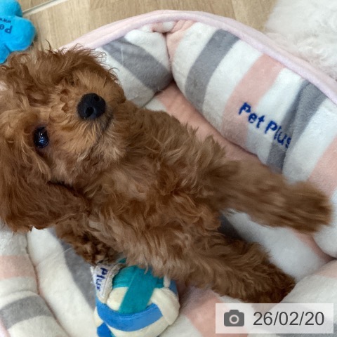 福岡県のトイプードル(トイ) (ペットプラス ららぽーと福岡店/2025年12月5日生まれ/男の子/レッド)の子犬の3枚目の画像