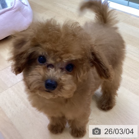 三重県のトイプードル(トイ) (ペットプラス 津南店/2025年12月5日生まれ/男の子/レッド)の子犬の4枚目の画像