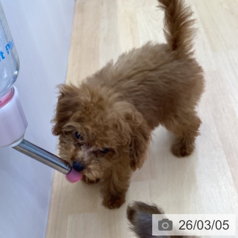 三重県のトイプードル(トイ) (ペットプラス 津南店/2025年12月5日生まれ/男の子/レッド)の子犬の3枚目の画像