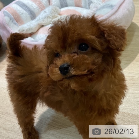 愛知県のトイプードル(トイ) (ペットプラス 岡崎店/2025年12月5日生まれ/女の子/レッド)の子犬の4枚目の画像