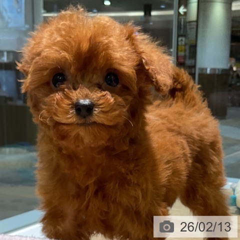 愛知県のトイプードル(トイ) (ペットプラス 岡崎店/2025年12月5日生まれ/女の子/レッド)の子犬の3枚目の画像