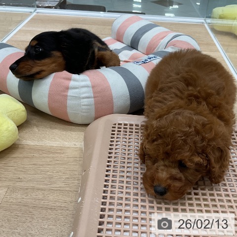 ミニチュア・ダックスフンドの写真