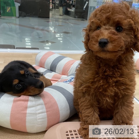 ミニチュア・ダックスフンドの写真