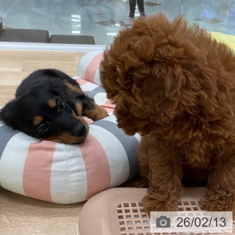 ミニチュア・ダックスフンドの写真