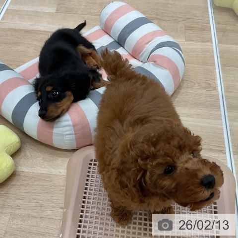 ミニチュア・ダックスフンドの写真