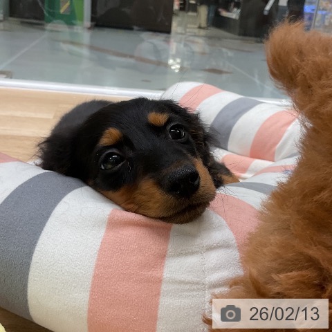 ミニチュア・ダックスフンドの写真