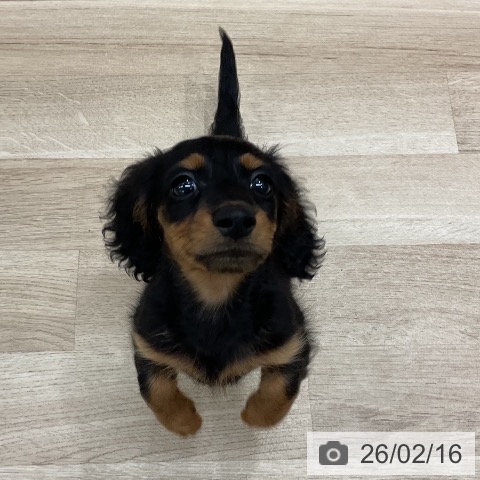 ミニチュア・ダックスフンドの写真