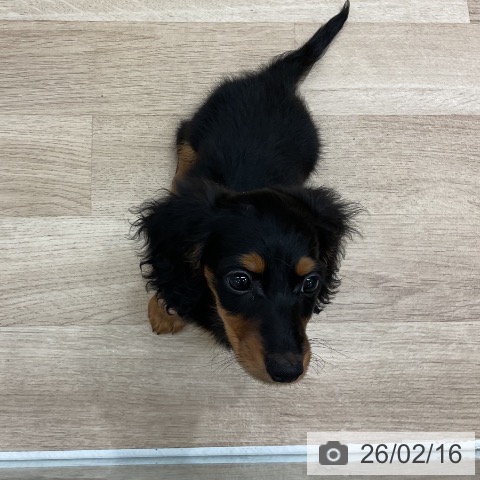 ミニチュア・ダックスフンドの写真