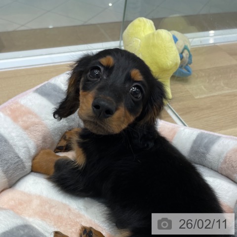 福岡県のミニチュアダックスフンド(ロング) (ペットプラス 八幡東店/2025年12月10日生まれ/男の子/ブラックタン)の子犬の4枚目の画像