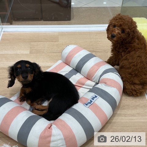 福岡県のミニチュアダックスフンド(ロング) (ペットプラス 八幡東店/2025年12月10日生まれ/男の子/ブラックタン)の子犬の4枚目の画像