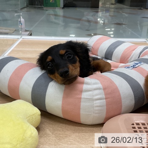 福岡県のミニチュアダックスフンド(ロング) (ペットプラス 八幡東店/2025年12月10日生まれ/男の子/ブラックタン)の子犬の3枚目の画像