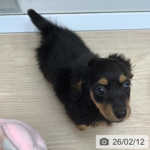 沖縄県のミニチュアダックスフンド(ロング) (ペットプラス 南風原店/2025年12月10日生まれ/女の子/ブラックタン)の子犬の4枚目の画像