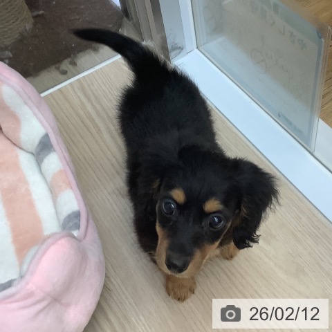 沖縄県のミニチュアダックスフンド(ロング) (ペットプラス 南風原店/2025年12月10日生まれ/女の子/ブラックタン)の子犬の3枚目の画像