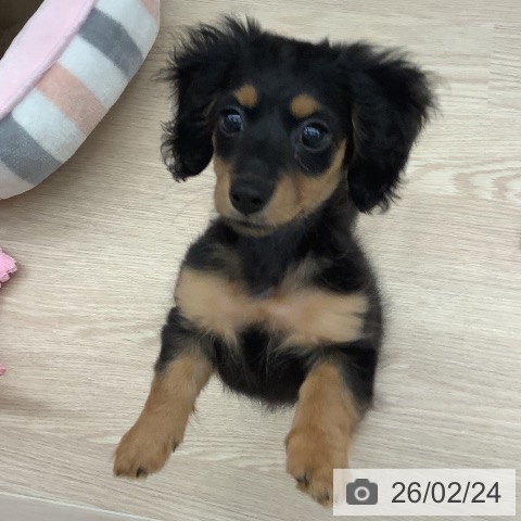 沖縄県のミニチュアダックスフンド(ロング) (ペットプラス 南風原店/2025年12月10日生まれ/女の子/ブラックタン)の子犬の3枚目の画像