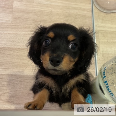 カニーンヘン・ダックスフンドの写真