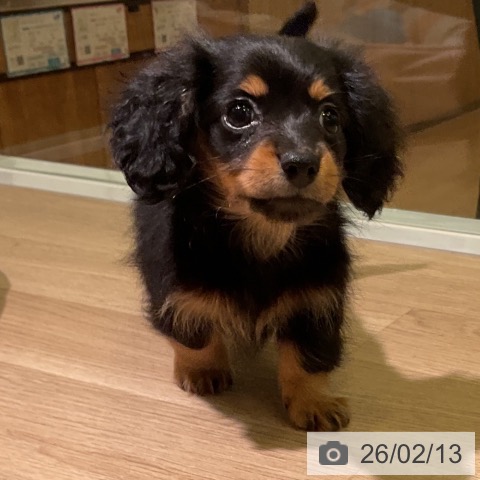 愛知県のカニンヘンダックスフンド(ロング) (ペットプラス 岡崎店/2025年12月4日生まれ/女の子/ブラックタン)の子犬の4枚目の画像