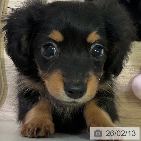 愛知県のカニンヘンダックスフンド(ロング) (ペットプラス 岡崎店/2025年12月4日生まれ/女の子/ブラックタン)の子犬の3枚目の画像