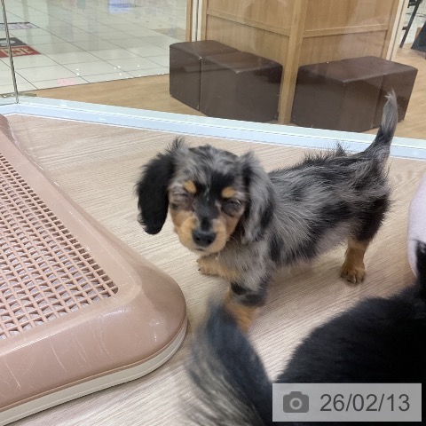 愛知県のカニンヘンダックスフンド(ロング) (ペットプラス ナゴヤドーム前店/2025年12月4日生まれ/女の子/シルバーダップル)の子犬の3枚目の画像