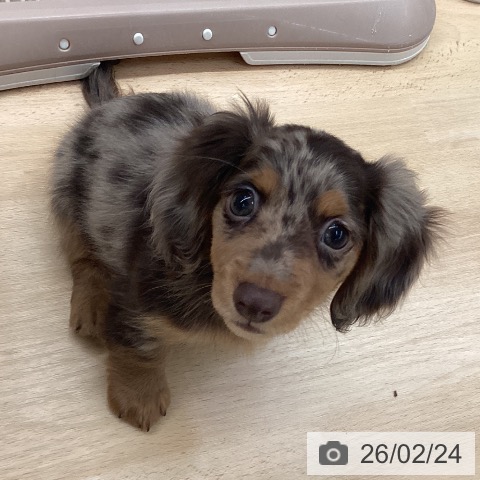 熊本県のカニンヘンダックスフンド(ロング) (ペットプラス 熊本店/2025年12月4日生まれ/女の子/チョコレートダップル)の子犬の3枚目の画像