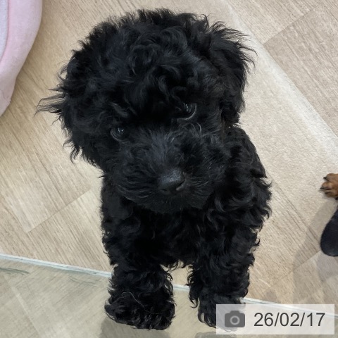 三重県のトイプードル(トイ) (ペットプラス 四日市泊店/2025年12月12日生まれ/女の子/ブラック)の子犬の3枚目の画像