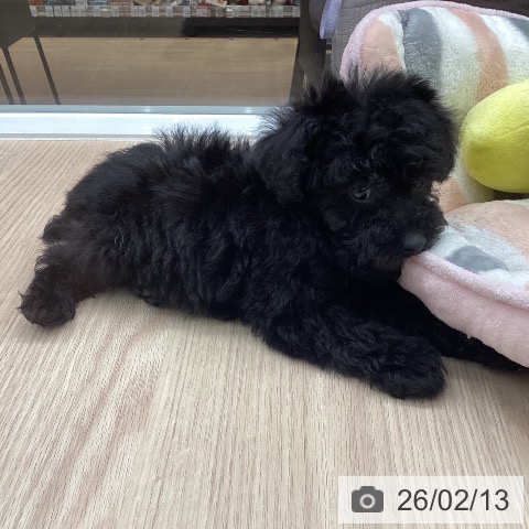 石川県のトイプードル(トイ) (ペットプラス 白山店/2025年12月9日生まれ/男の子/ブラック)の子犬の4枚目の画像