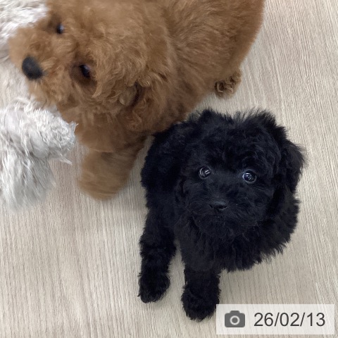 石川県のトイプードル(トイ) (ペットプラス 白山店/2025年12月9日生まれ/男の子/ブラック)の子犬の3枚目の画像