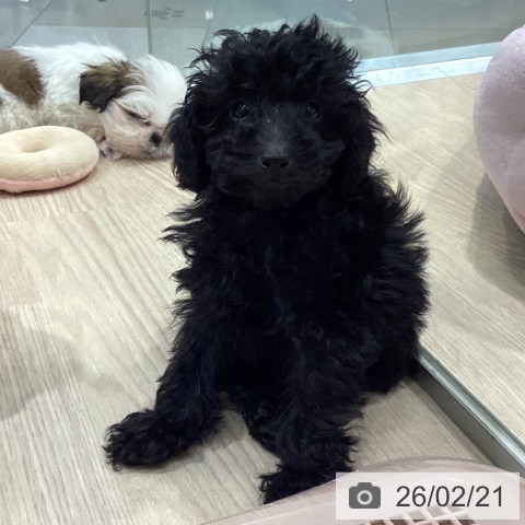 愛知県のトイプードル(トイ) (ペットプラス イオンモール長久手店/2025年12月9日生まれ/男の子/ブラック)の子犬の4枚目の画像
