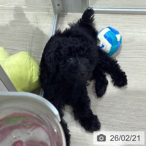 愛知県のトイプードル(トイ) (ペットプラス イオンモール長久手店/2025年12月9日生まれ/男の子/ブラック)の子犬の3枚目の画像
