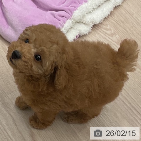 福井県のトイプードル(トイ) (ペットプラス 福井店/2025年12月12日生まれ/男の子/アプリコット)の子犬の4枚目の画像