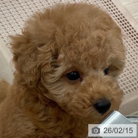 福井県のトイプードル(トイ) (ペットプラス 福井店/2025年12月12日生まれ/男の子/アプリコット)の子犬の3枚目の画像