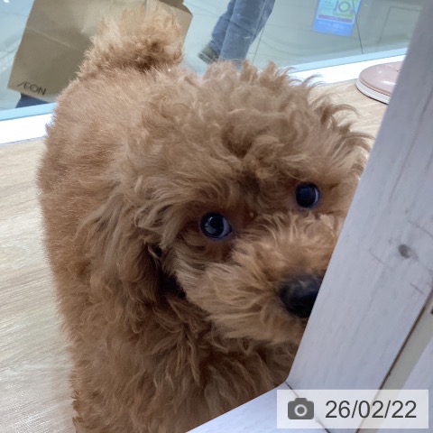 三重県のトイプードル(トイ) (ペットプラス 四日市泊店/2025年12月11日生まれ/男の子/オレンジフォーン)の子犬の4枚目の画像