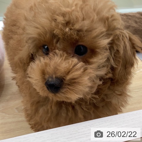 三重県のトイプードル(トイ) (ペットプラス 四日市泊店/2025年12月11日生まれ/男の子/オレンジフォーン)の子犬の3枚目の画像