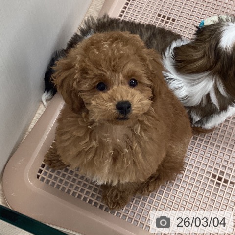 トイ・プードルの写真